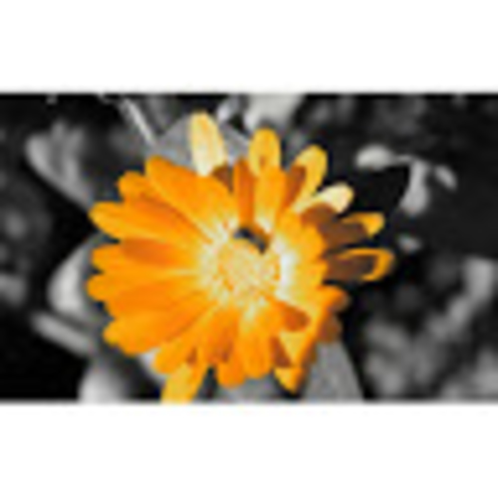 Meet your Posher, Natasha